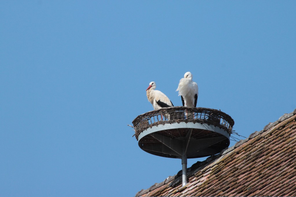 Cigogne_blanche VE_0257 - copie