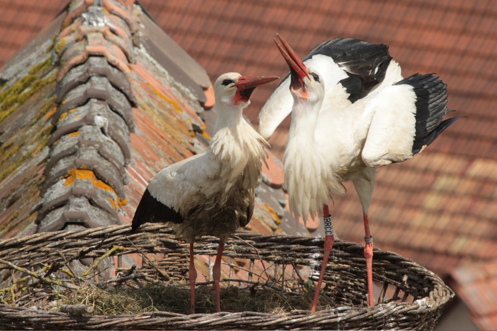 Cigogne_blanche VE_0614 - copie